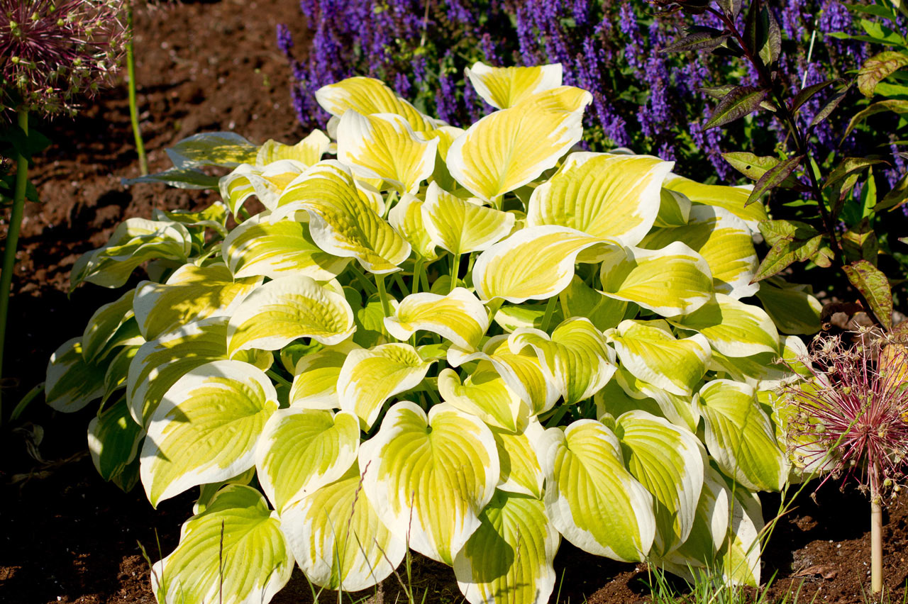 Hosta 'Spring Morning'
